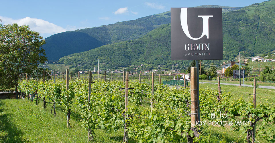 Vigne della produzione del vino della azienda Spumanti Gemin - EFW