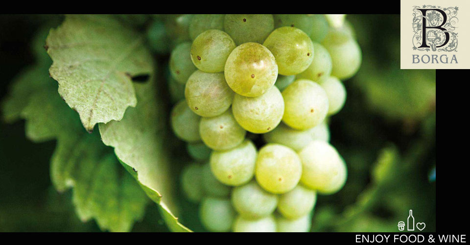Uva bianca della produzione del vino della Cantina Borga - EFW