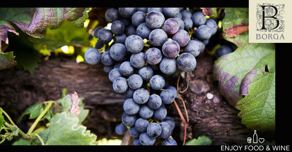 Uva nera della produzione del vino della Cantina Borga - EFW