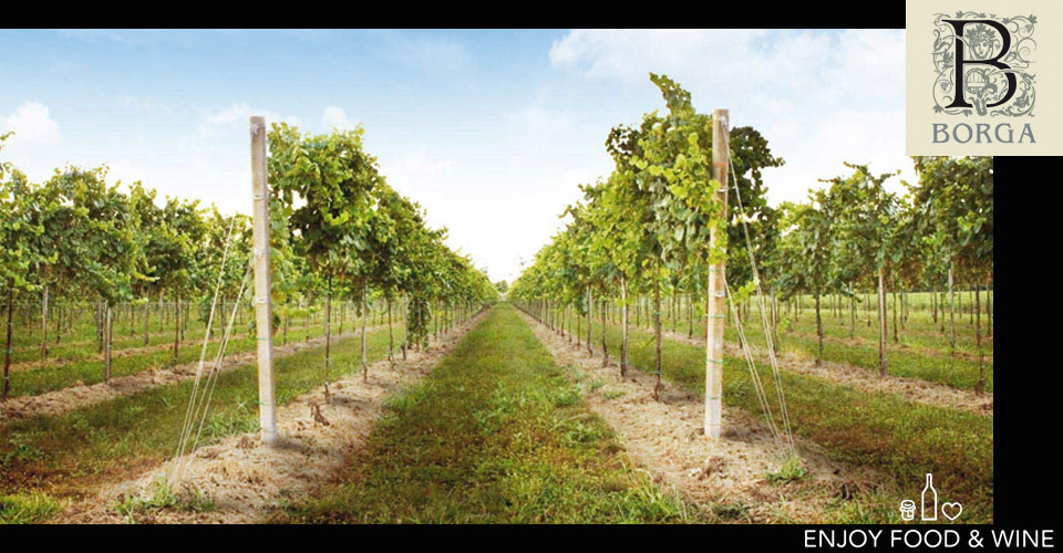 Vigne della produzione del vino della Cantina Borga - EFW