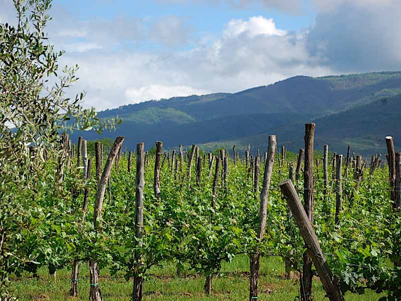 Migliori vini toscani e le vigne - EFW