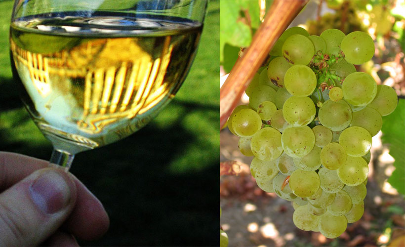 difetti del vino bianco bicchiere e uva
