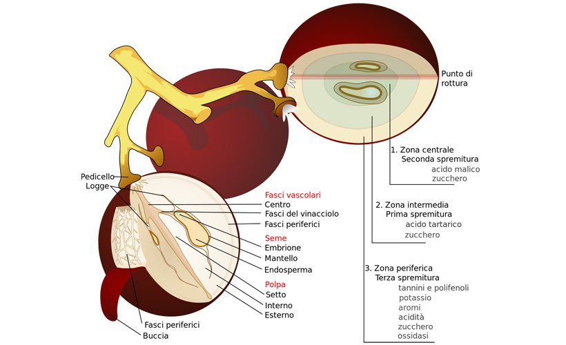 diraspatura acino e grappolo d'uva infografia - EFW