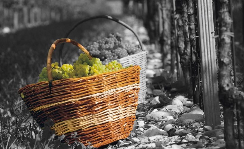 Cesto uve | Enjoy Food & Wine