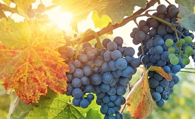 Uva nera tramonto| Enjoy Food & Wine 