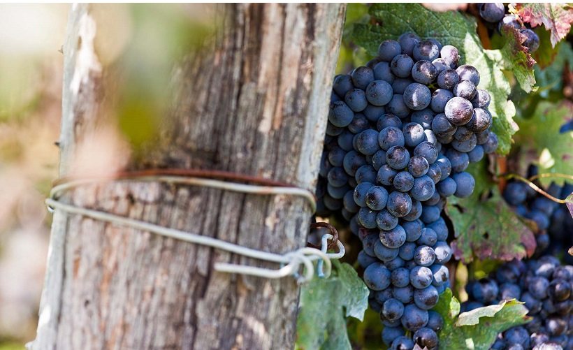 Grappolo uva nera | Enjoy Food & Wine