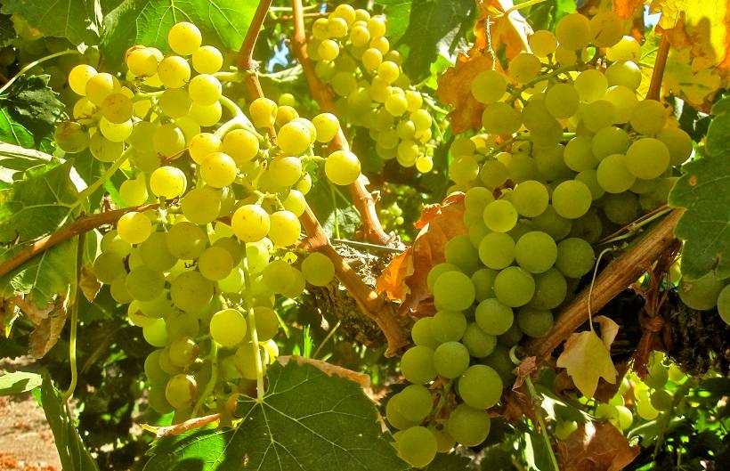 Uva Moscato | Enjoy Food & Wine
